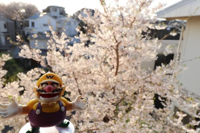 庭の桜