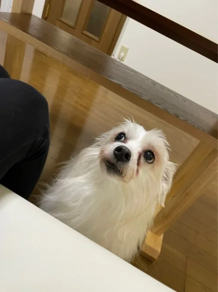 T-愛犬・愛猫と暮らす家 TSURUSE HOUSE