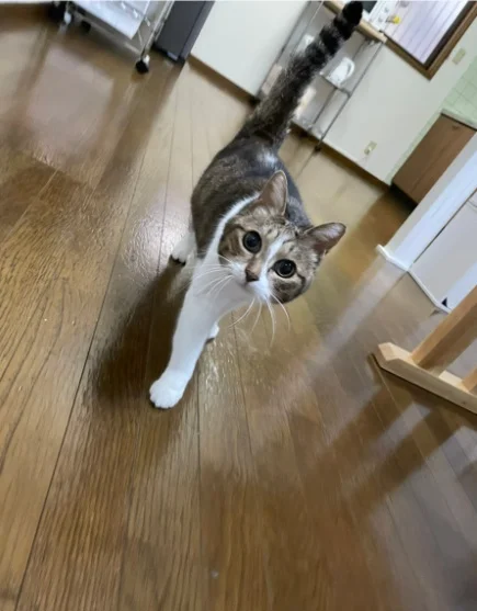 T-愛犬・愛猫と暮らす家 TSURUSE HOUSE
