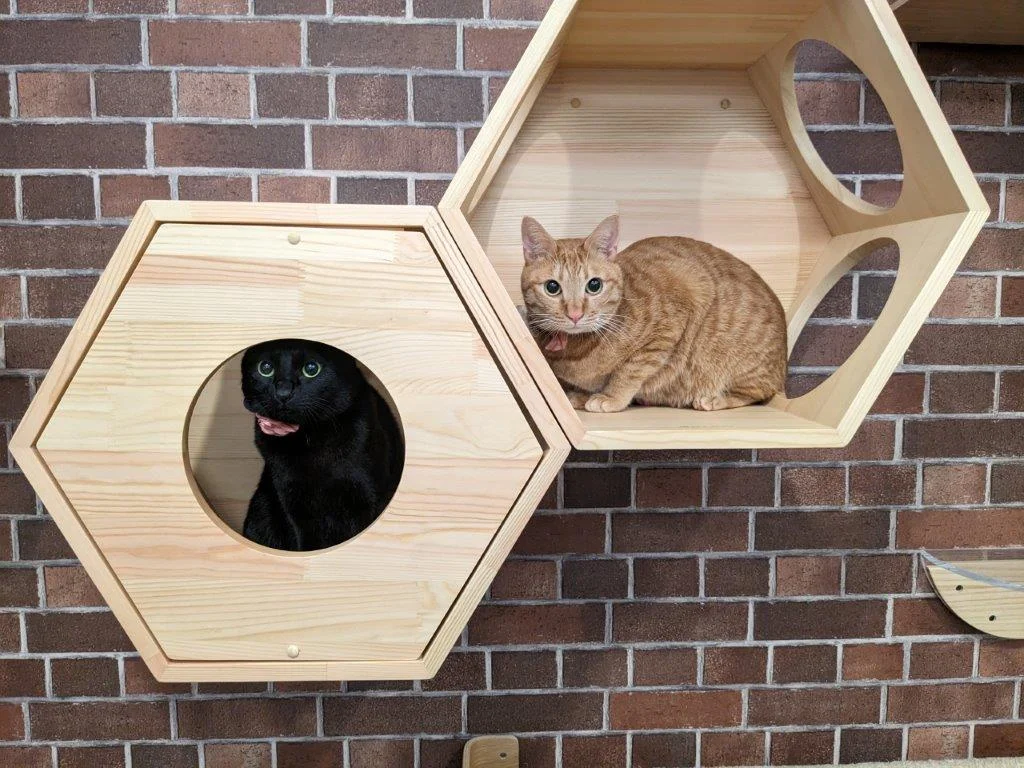 T-にゃんこの森横浜