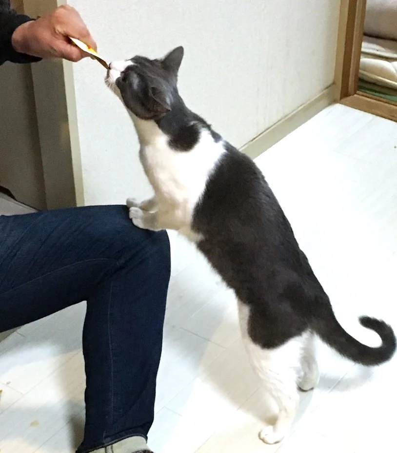 T-猫シェアハウスミネット大阪尼崎